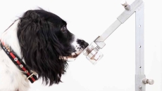 Medical detection dog Medical detection dog