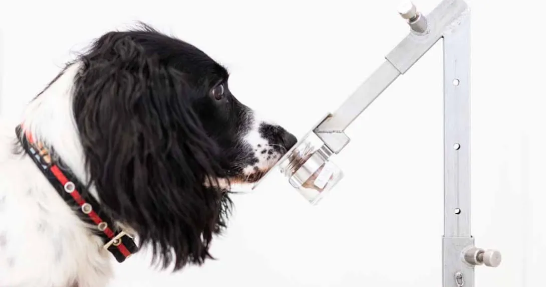 Medical detection dog Medical detection dog