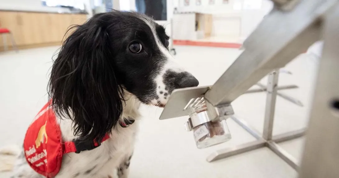 Dog sniffing a test Dog sniffing a test